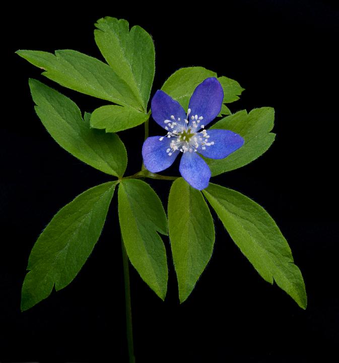 Anenome oregana, Oregon Wind Flower .jpg